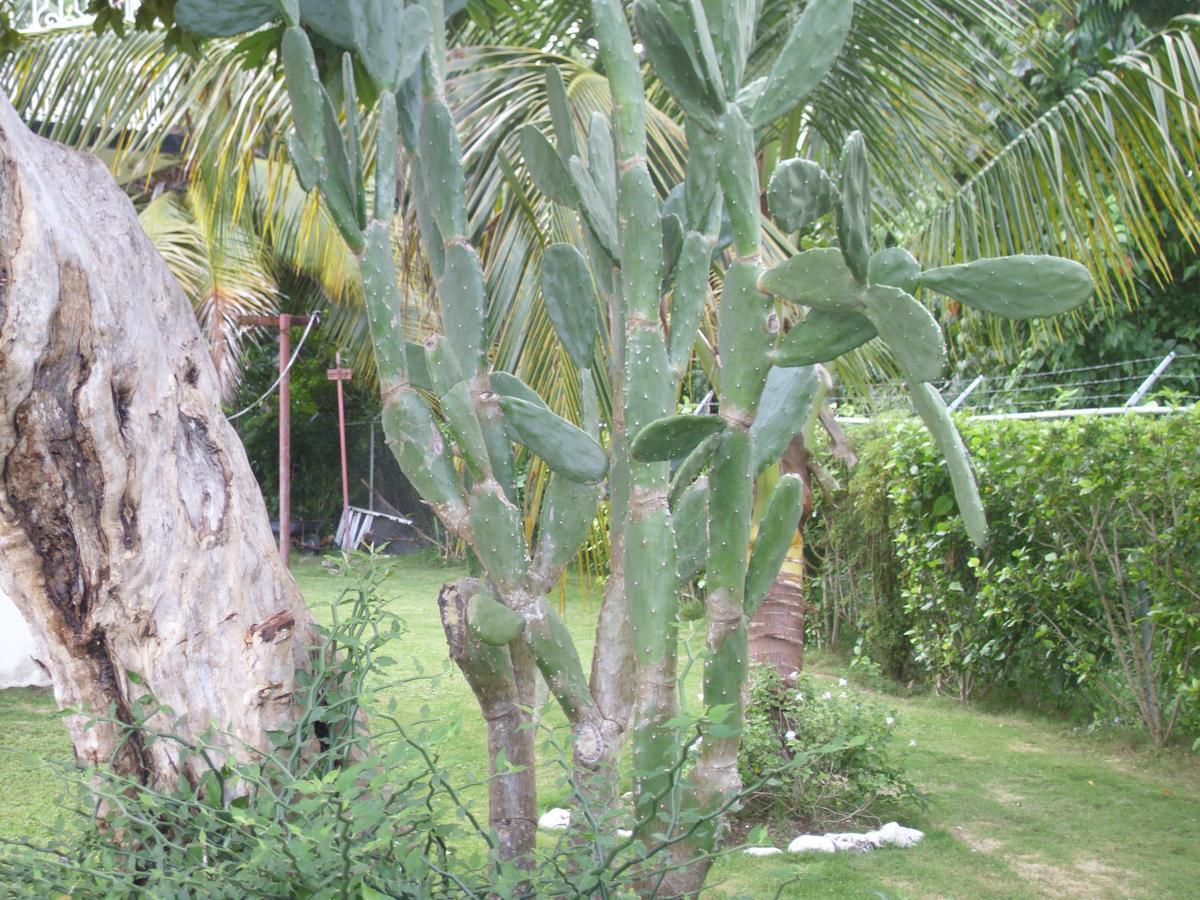 Whistling Villa Runaway Bay Luaran gambar